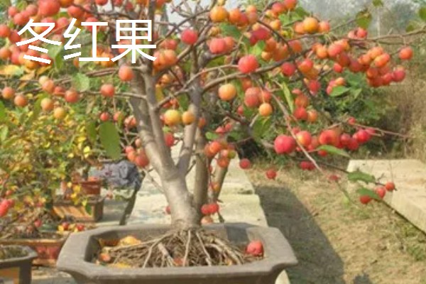 怎么养海棠果树盆栽,浇水的时候要浇足浇透