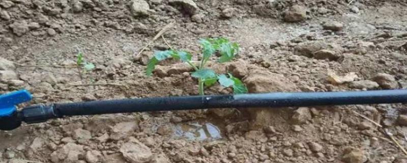 滴灌带的长度，最多能达到100米左右