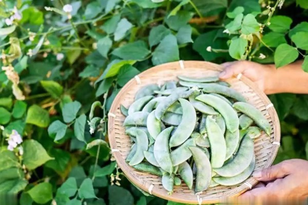 扁豆的种植方法,适合生长在较为温暖的环境中