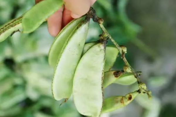 扁豆的种植方法,适合生长在较为温暖的环境中