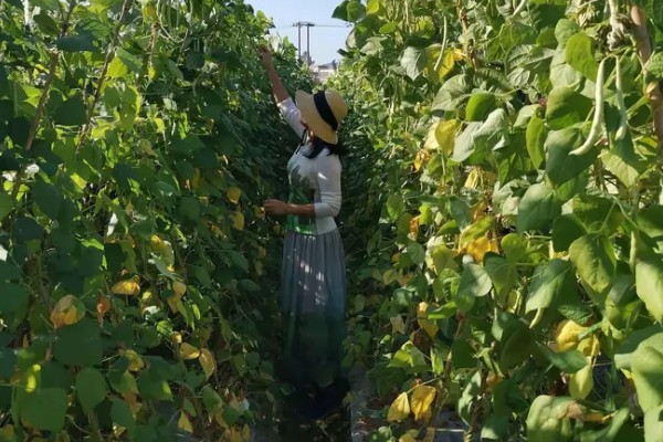 扁豆的种植方法,适合生长在较为温暖的环境中