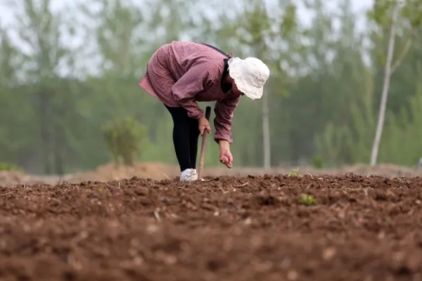 扁豆的种植方法,适合生长在较为温暖的环境中