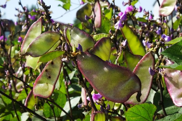 扁豆的种植方法,适合生长在较为温暖的环境中