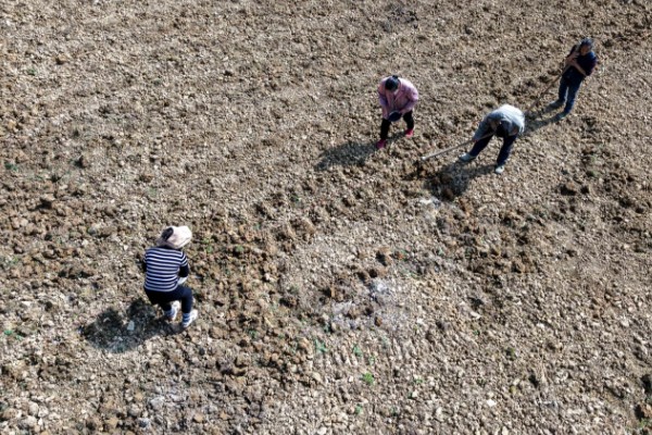 扁豆的种植方法,适合生长在较为温暖的环境中