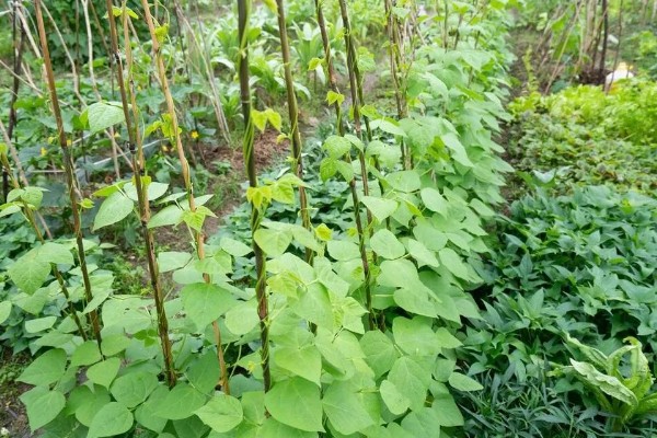 扁豆的种植方法,适合生长在较为温暖的环境中