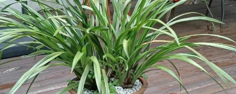 兰草的养殖方法，开花期使用磷酸二氢钾