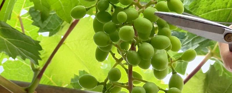 葡萄什么时候修剪，主要集中在春季、花前和花后