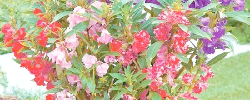 如何养殖四季凤仙花，冬季要全天接受光照