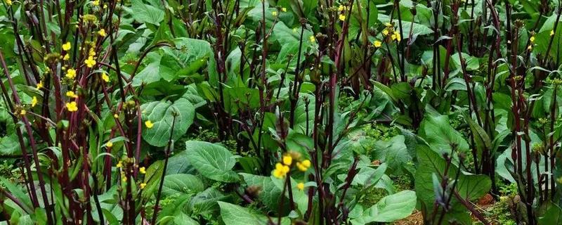 红菜苔的播种时间，适合在8月下旬进行