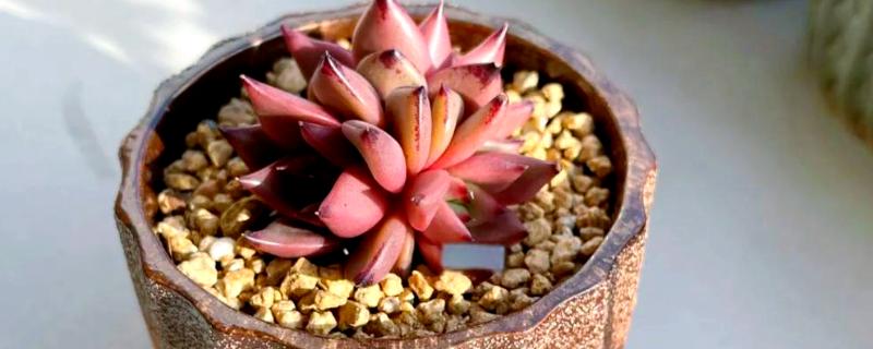 多肉有什么品种，常见罗密欧、大和锦、广寒宫等品种