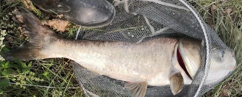 鲢鳙好不好钓，分布较多容易钓获