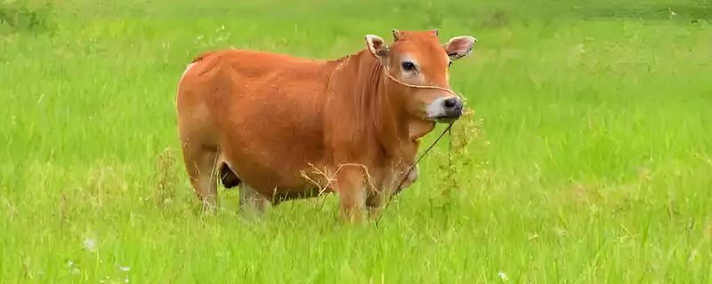 养殖黄牛的成本和利润，一头牛的成本为8000元左右