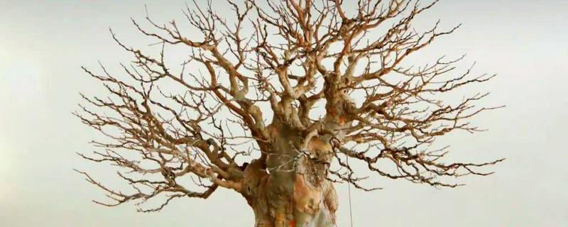 大口矮盆适合养哪些植物，以匍匐茎植物、浅根植物、矮小果树为宜