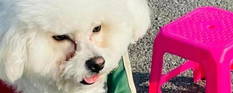 狗狗出现泪痕的原因，可能是饮食不当、眼部感染等因素所致