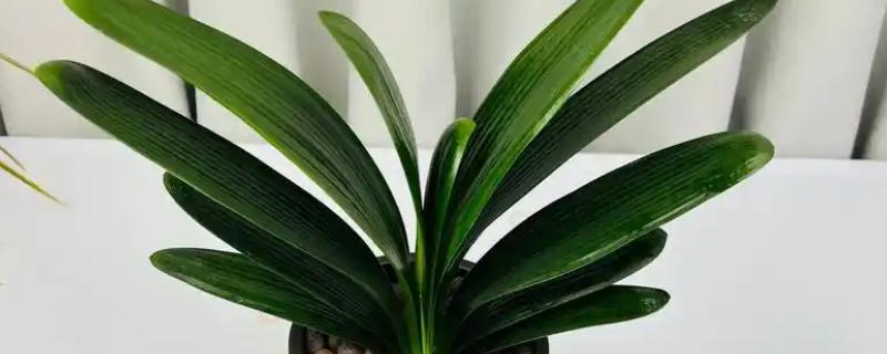 君子兰烂根如何解决，剪除烂根消毒晾干后再重栽