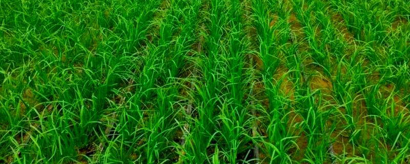 哪些蔬菜可以多次收割，常见韭菜、空心菜等品种