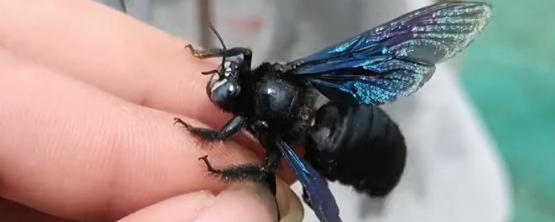 竹筒蜂的捕捉配方，用金银花、杭菊花等材料碾成粉再掺入白糖粉