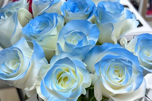 碎冰蓝的花语，寓意拥有灿烂的人生