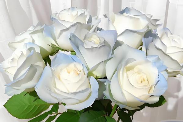 碎冰蓝的花语，寓意拥有灿烂的人生