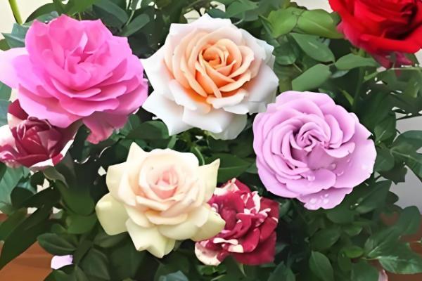 碎冰蓝的花语，寓意拥有灿烂的人生