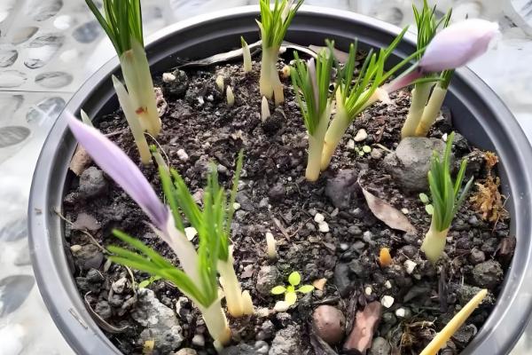 藏红花的养殖方法,生长期5-7天浇水一次