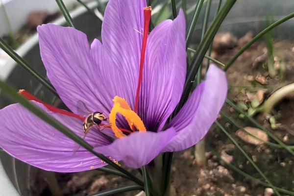 藏红花的养殖方法,生长期5-7天浇水一次