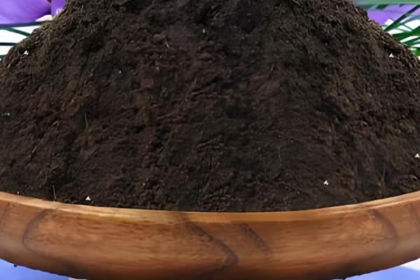 藏红花的养殖方法,生长期5-7天浇水一次