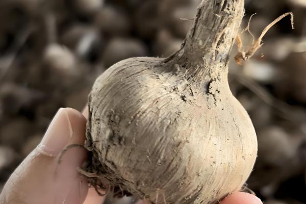 藏红花的养殖方法,生长期5-7天浇水一次