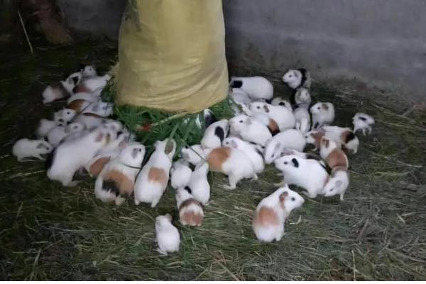 花毛豚种苗的价格，市场价格约为17元一只