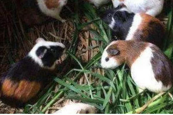 花毛豚种苗的价格，市场价格约为17元一只