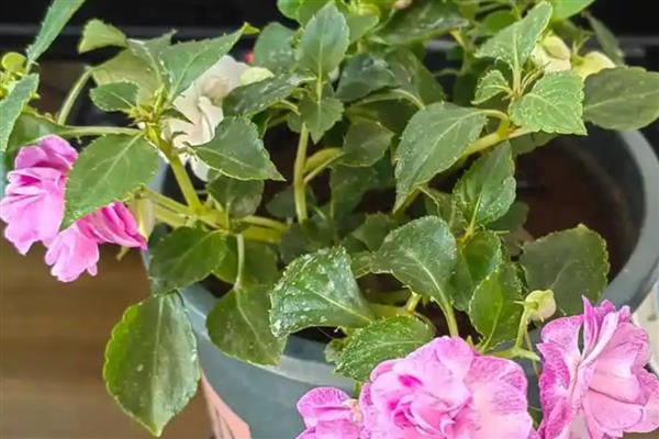 水梅花的养殖方法，每隔5-7天浇一次水