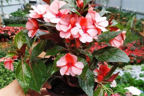 水梅花的养殖方法，每隔5-7天浇一次水