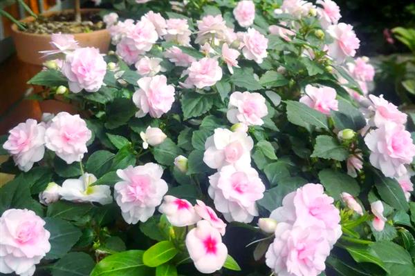 水梅花的养殖方法，每隔5-7天浇一次水