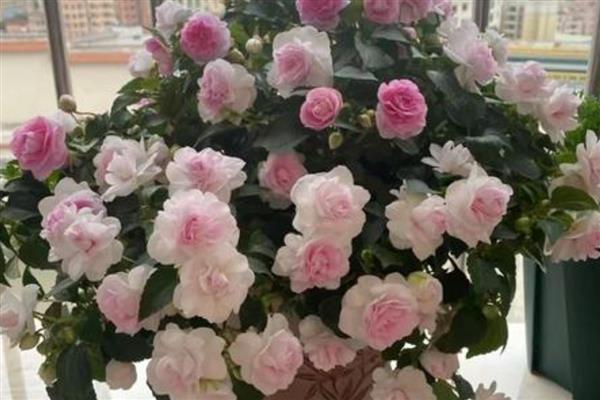 水梅花的养殖方法，每隔5-7天浇一次水