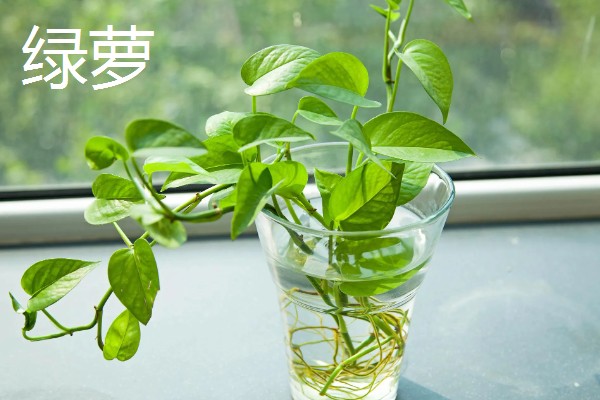 哪些室内植物完全喜阴，常见文竹、翠云草、散尾葵等品种