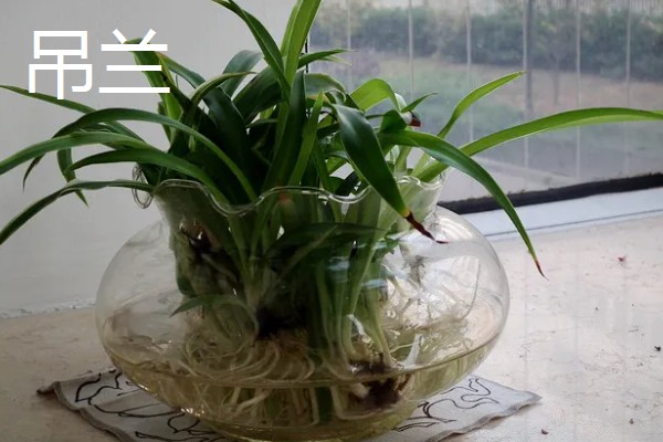 哪些室内植物完全喜阴，常见文竹、翠云草、散尾葵等品种