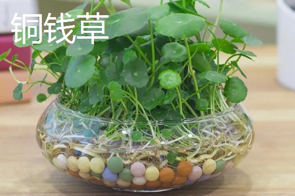 哪些室内植物完全喜阴，常见文竹、翠云草、散尾葵等品种