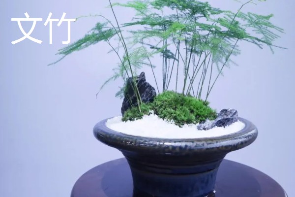 哪些室内植物完全喜阴，常见文竹、翠云草、散尾葵等品种