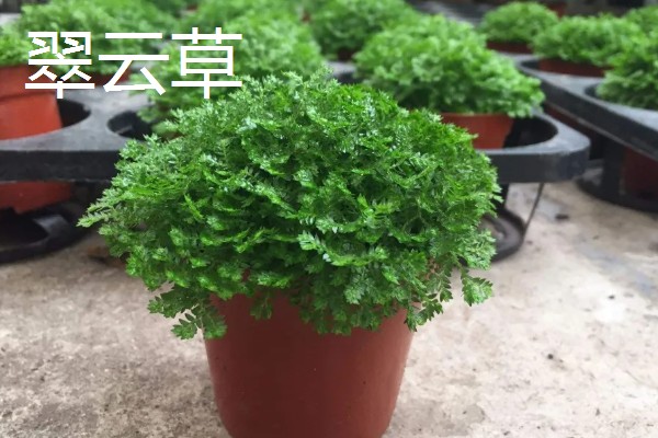 哪些室内植物完全喜阴，常见文竹、翠云草、散尾葵等品种