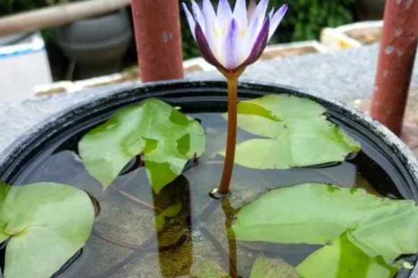 睡莲的种植方法,浸种后再撒播