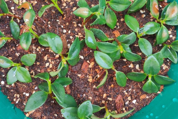 金鱼草怎么繁殖，以播种和扦插为主