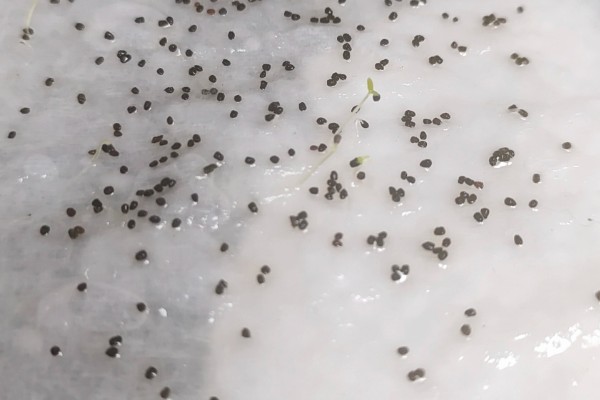 金鱼草怎么繁殖，以播种和扦插为主