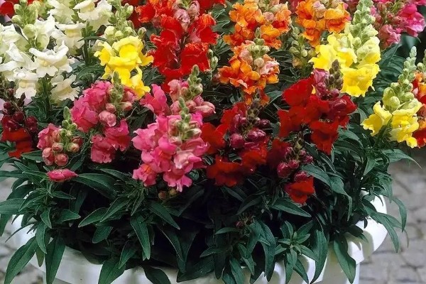 金鱼草怎么繁殖，以播种和扦插为主