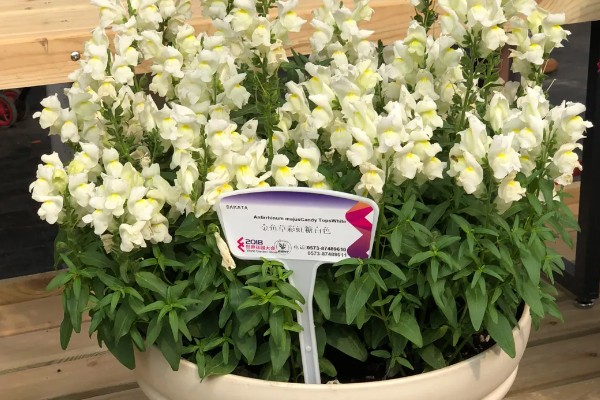 金鱼草怎么繁殖，以播种和扦插为主