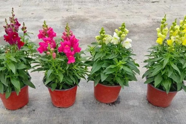 金鱼草怎么繁殖，以播种和扦插为主