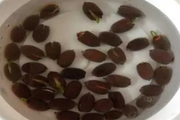 睡莲的种植方法,浸种后再撒播