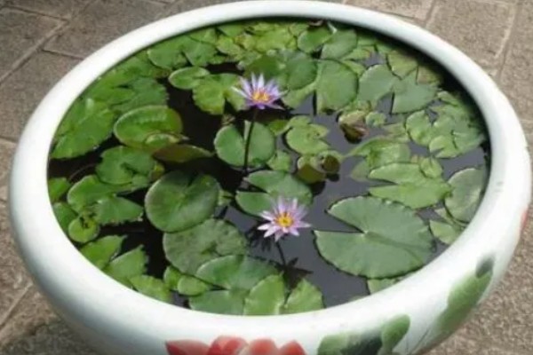 睡莲的种植方法,浸种后再撒播