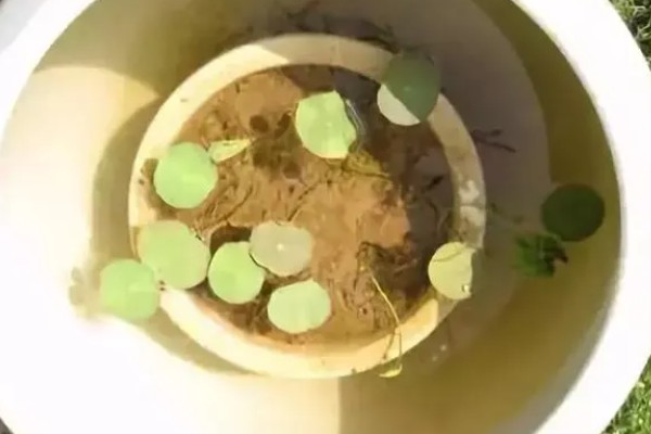 睡莲的种植方法,浸种后再撒播