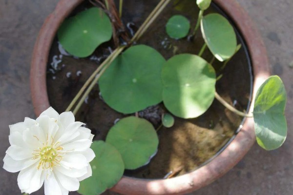 睡莲的种植方法,浸种后再撒播