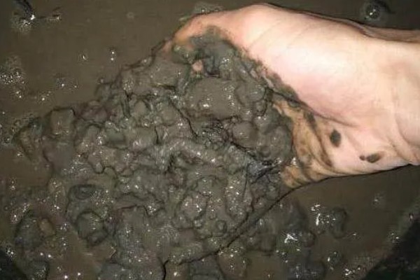 睡莲的种植方法,浸种后再撒播